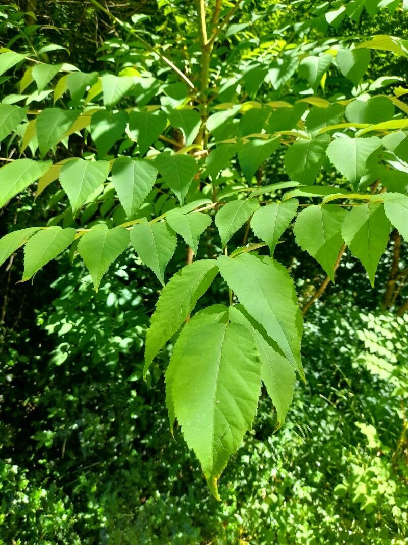 Aralia chinensis leaf