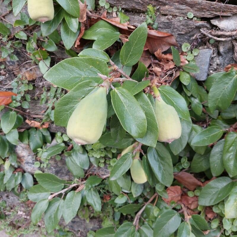 Ficus heterophylla flower