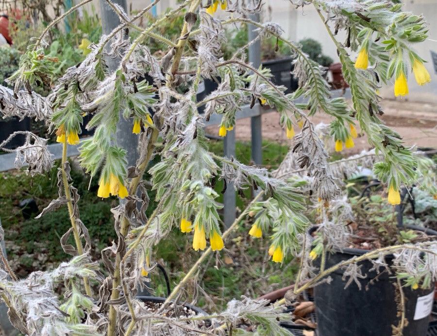 Onosma gigantea habit