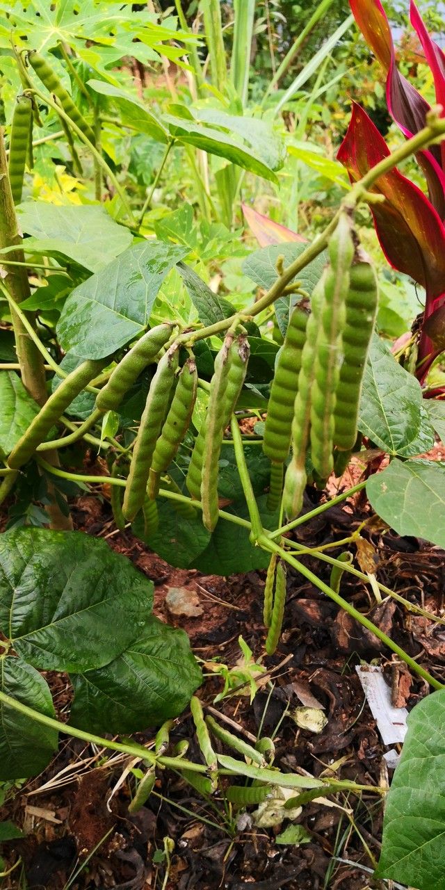 Pachyrhizus erosus fruit