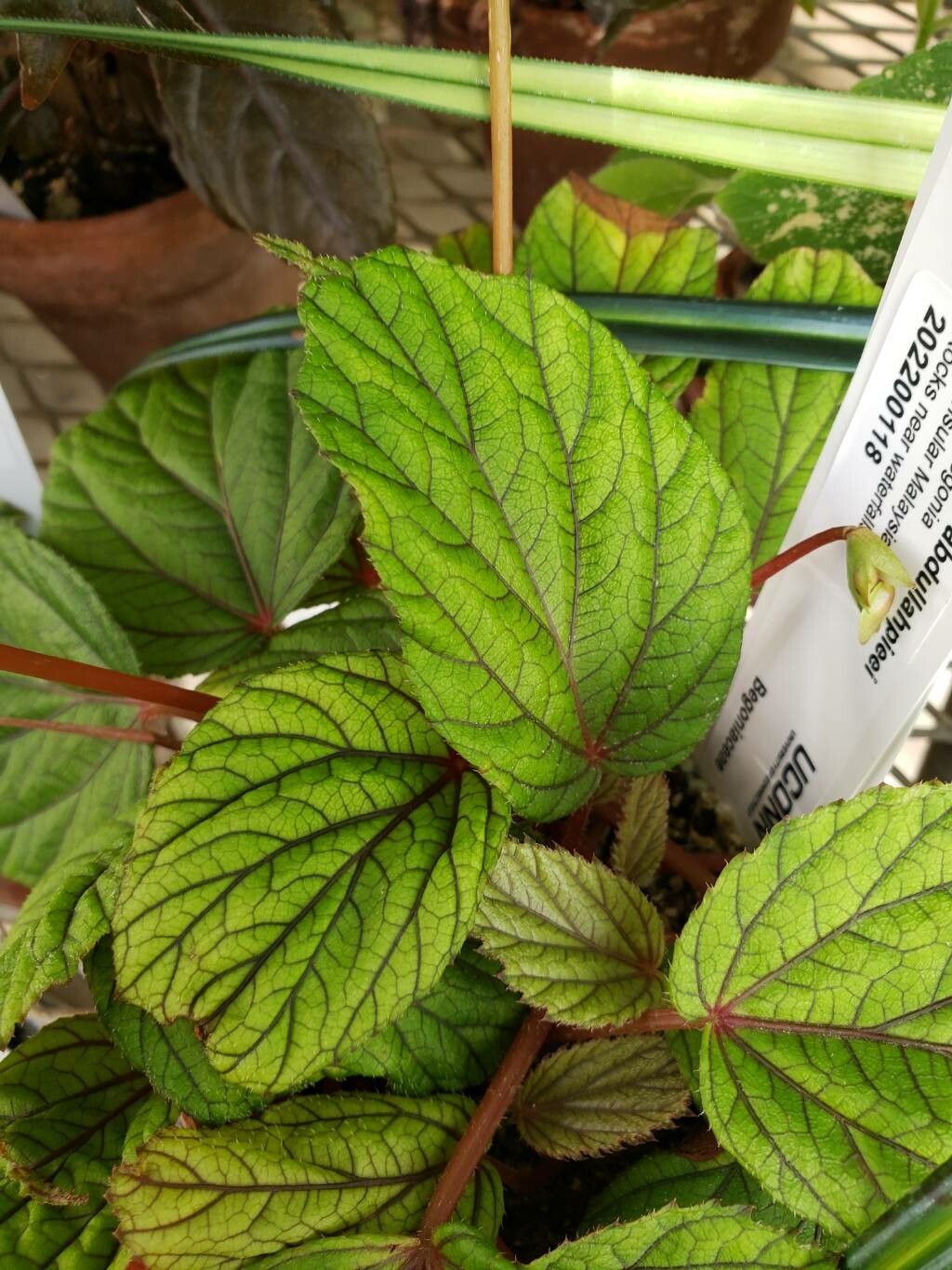 Begonia abdullahpieei