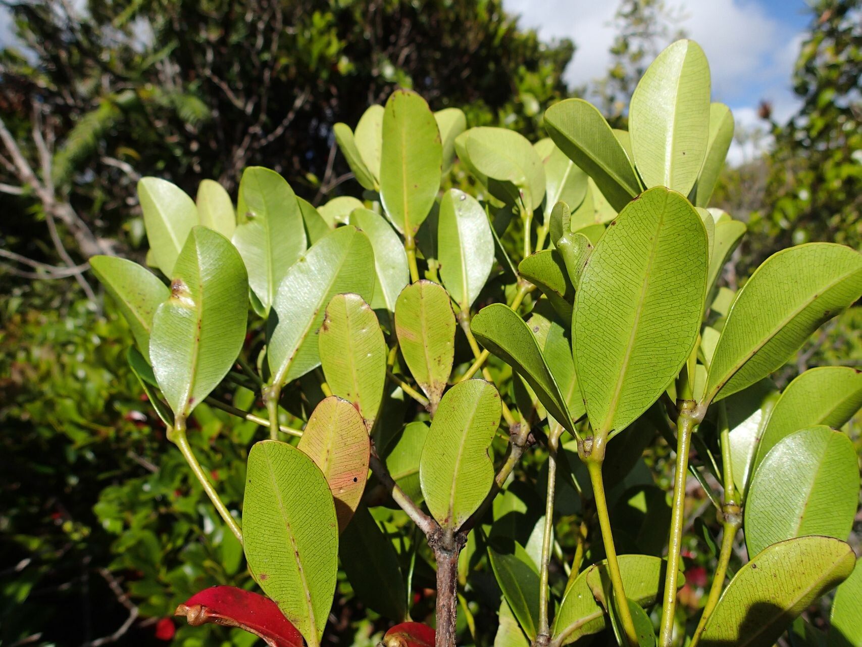 Syzygium arboreum — houseplant care guide