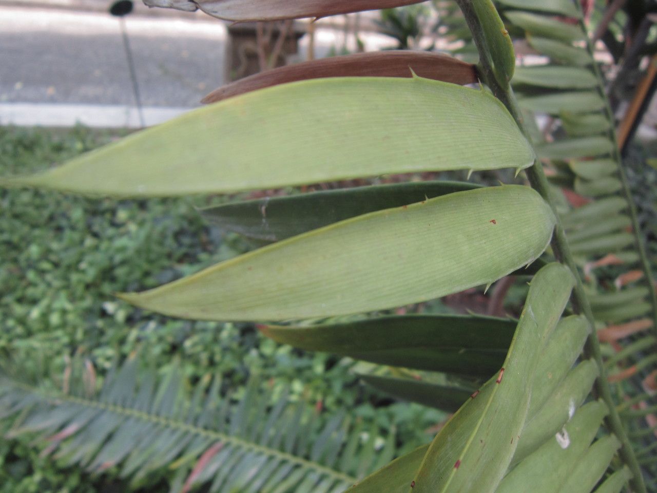 Encephalartos munchii — search result for 'Encephalartos'