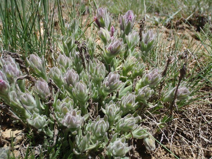 Castilleja schizotricha — search result for 'Castilleja'