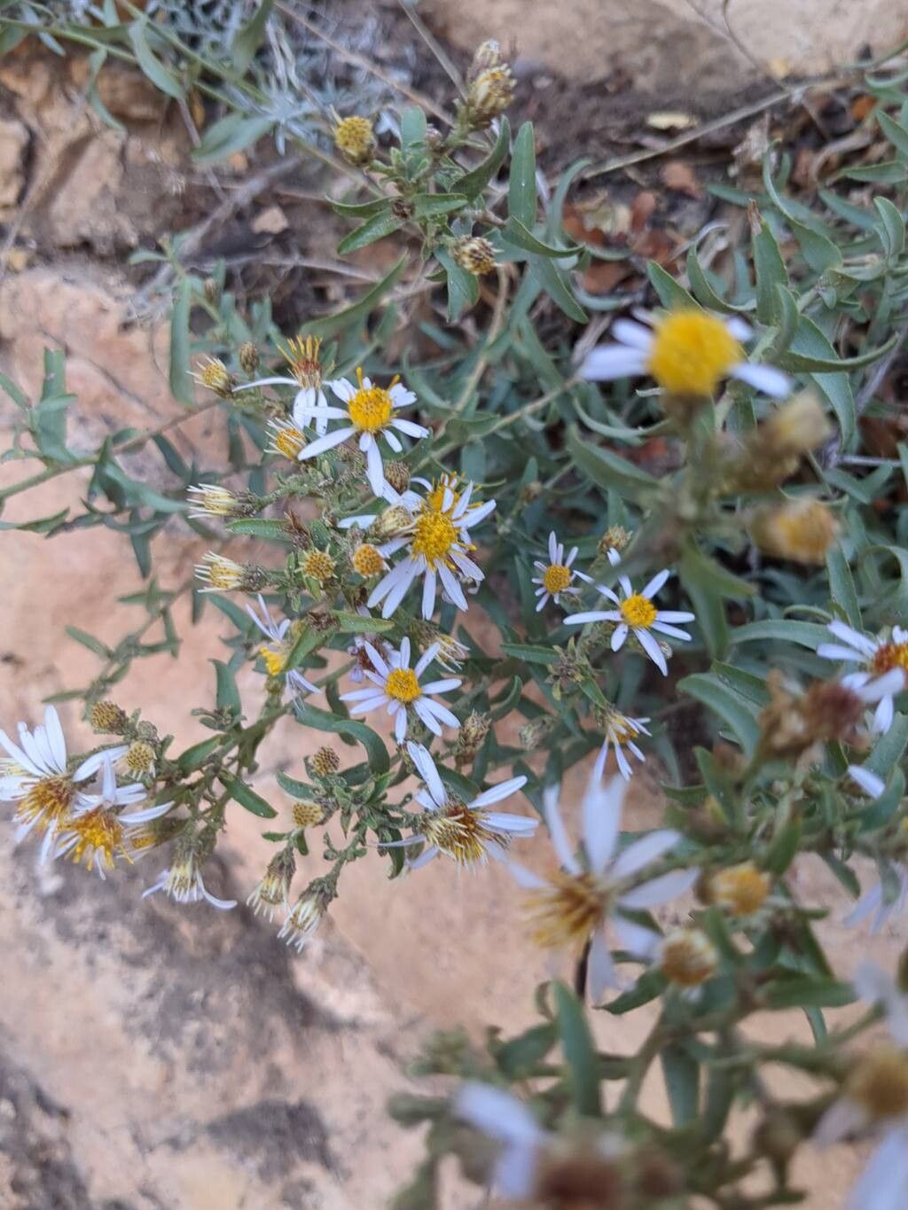Eurybia glauca flower