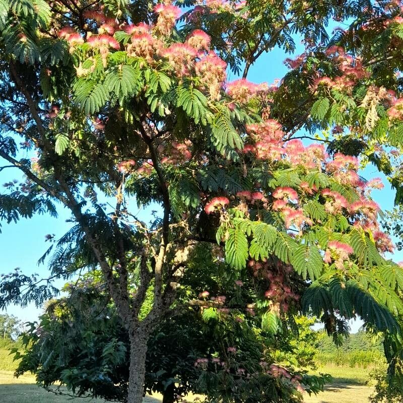 Albizia aylmeri — houseplant care guide