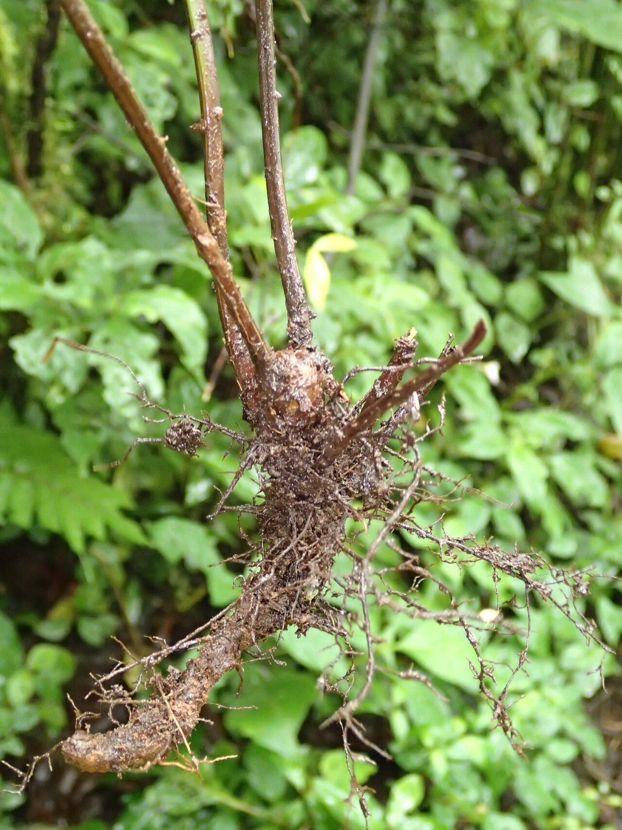 Asplenium elliottii other