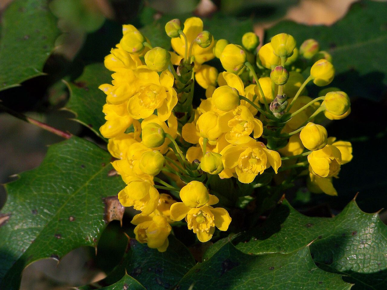 Mahonia aquifolium flower