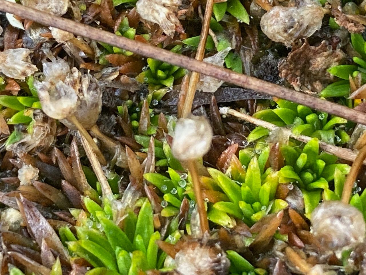 Paepalanthus pilosus flower