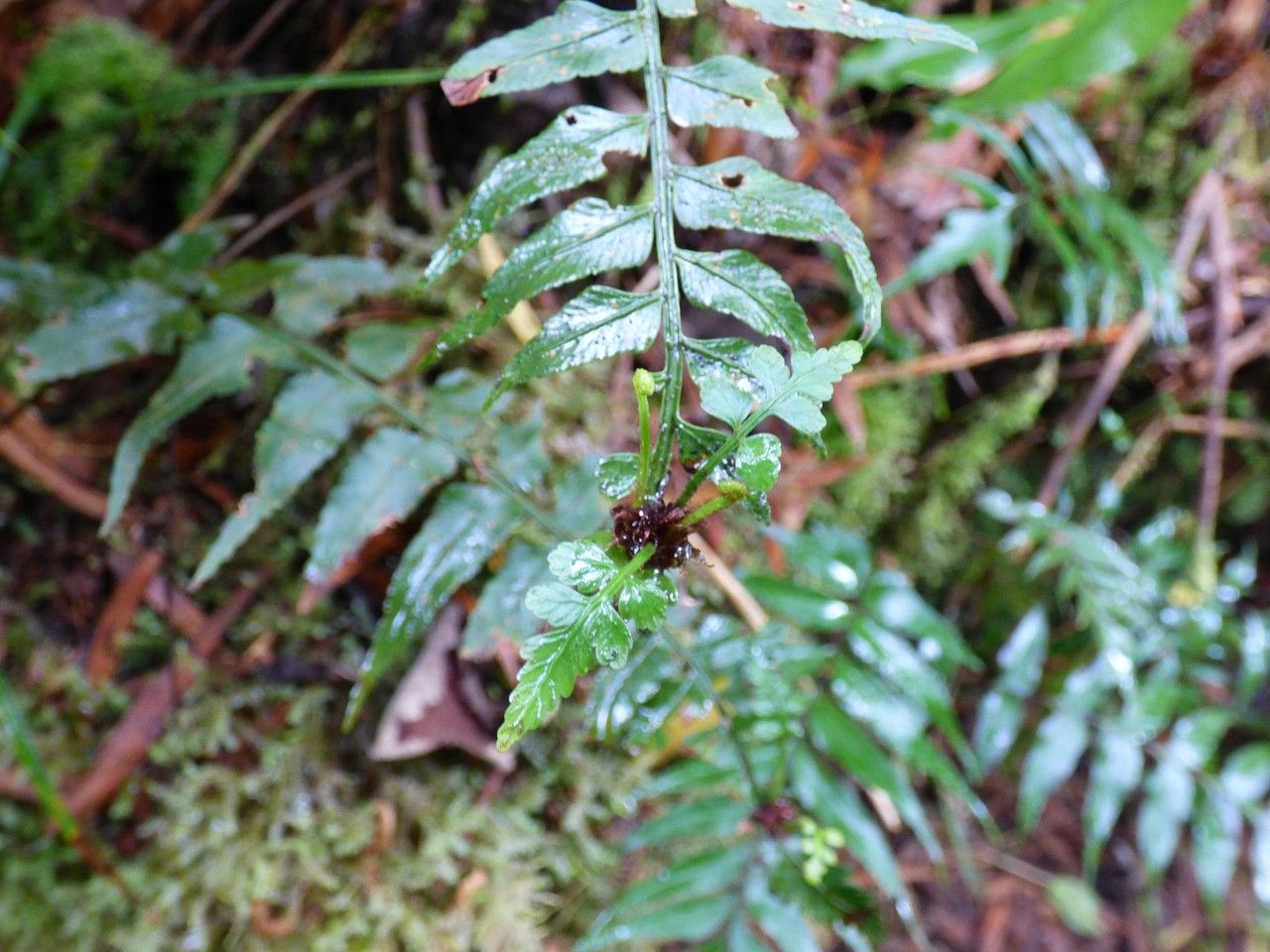 Asplenium boltonii — houseplant care guide