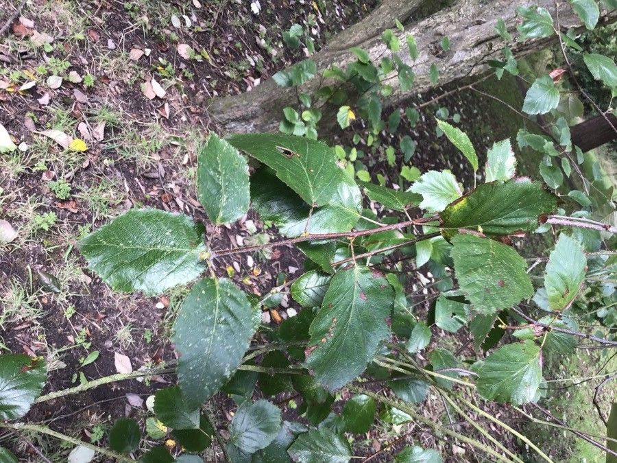 Sorbus devoniensis — search result for 'Ireland'