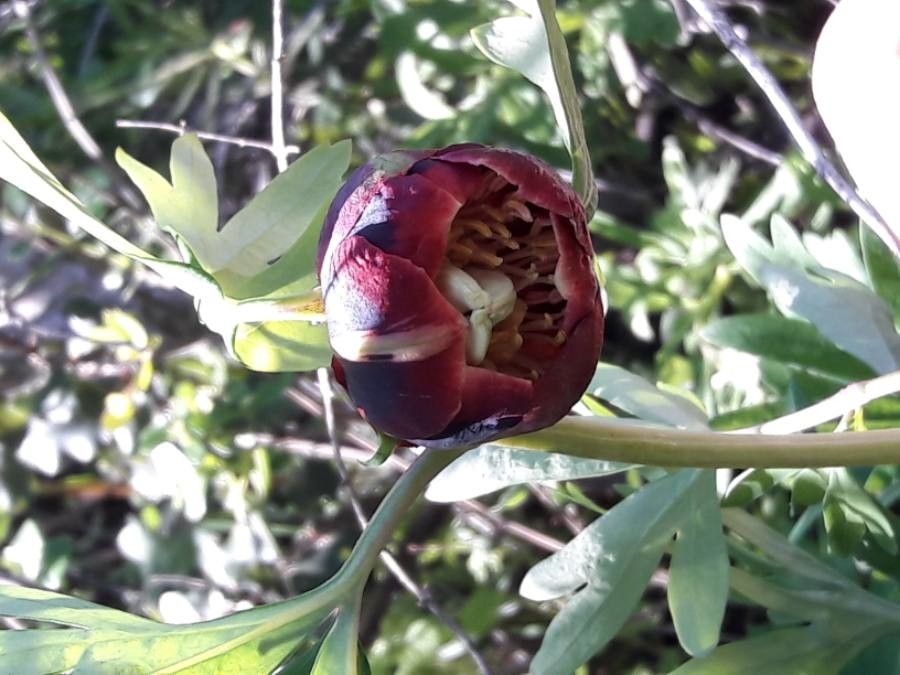 Paeonia californica flower