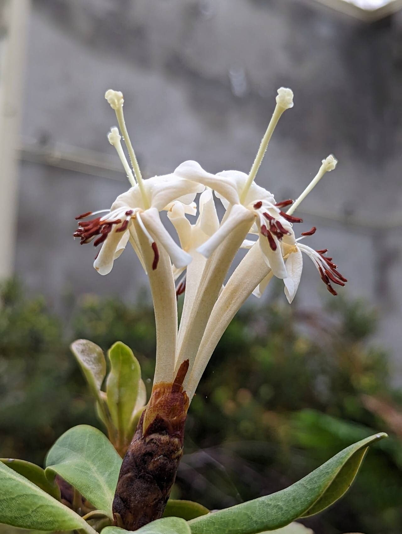 Rhododendron cruttwellii flower