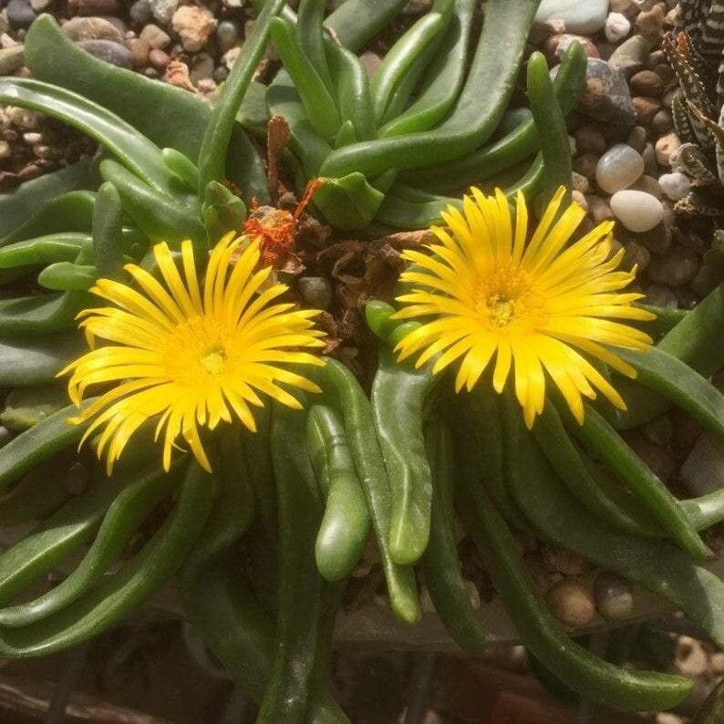 Glottiphyllum depressum flower