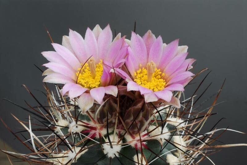 Sclerocactus glaucus flower