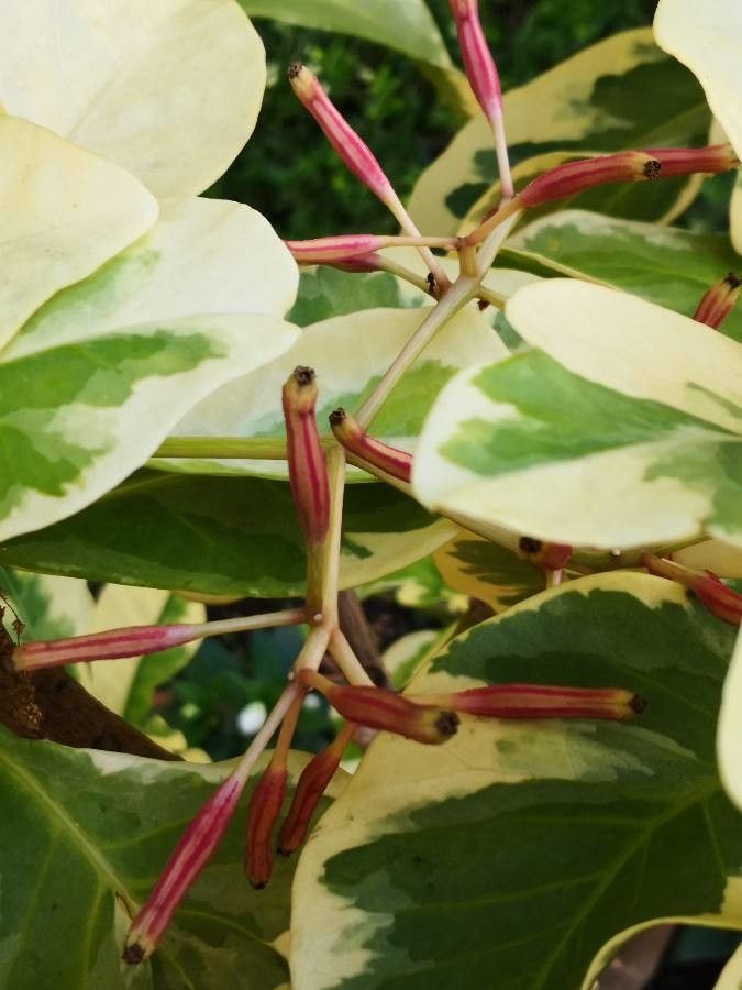 Pisonia umbellifera flower