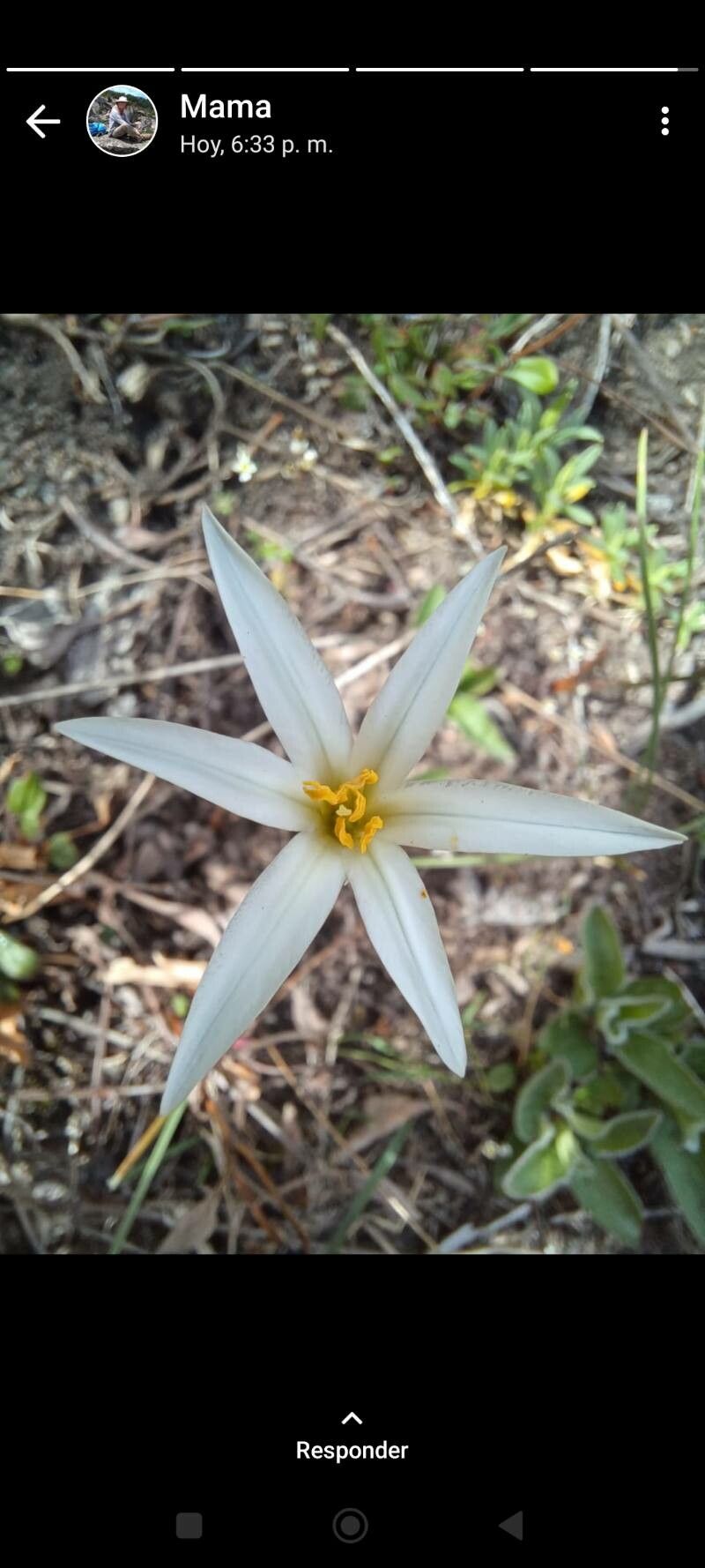 Tristagma patagonicum — related species from the same genus
