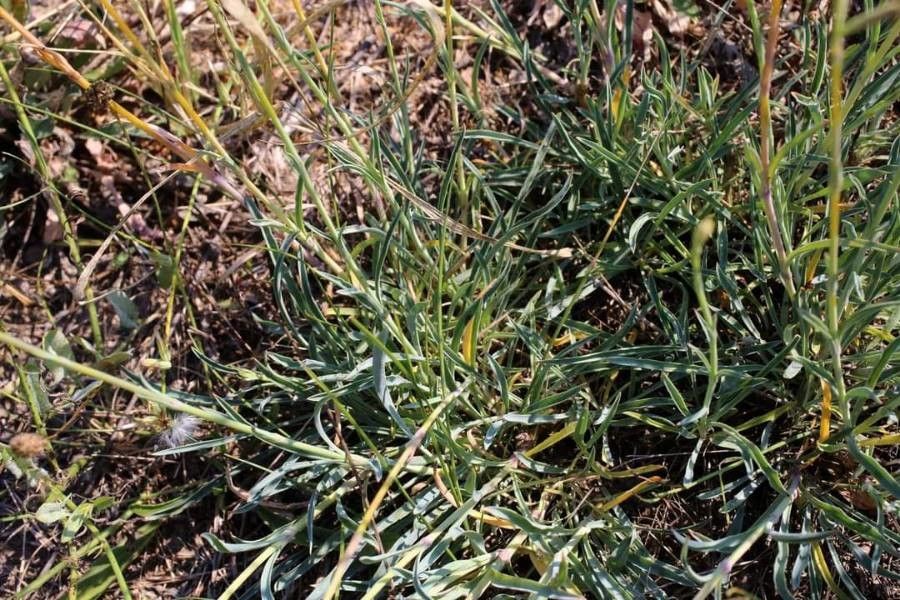 Silene frivaldskyana — houseplant care guide