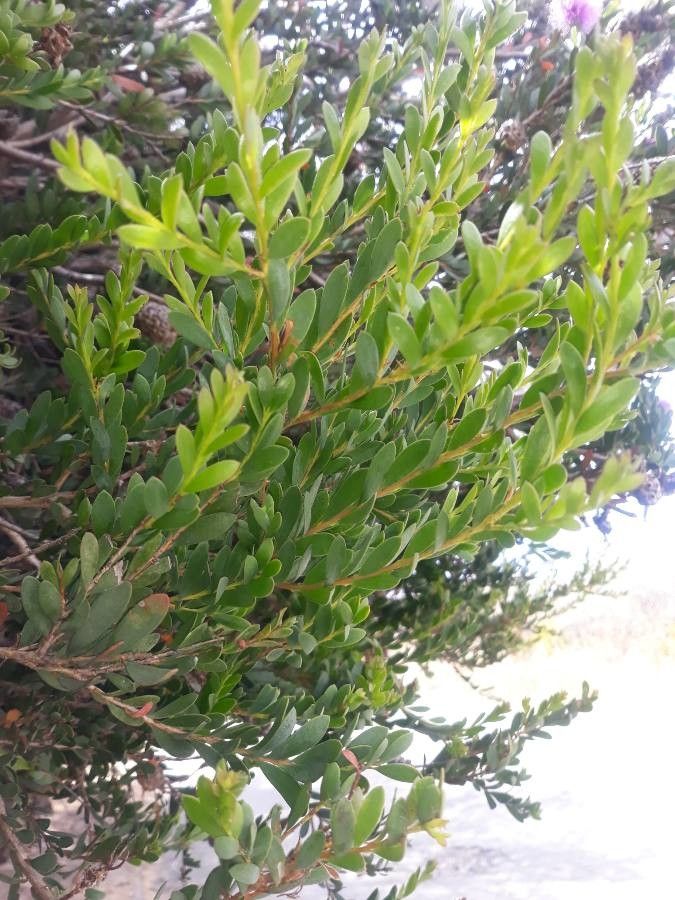 Melaleuca nesophila — search result for 'Myrtaceae'
