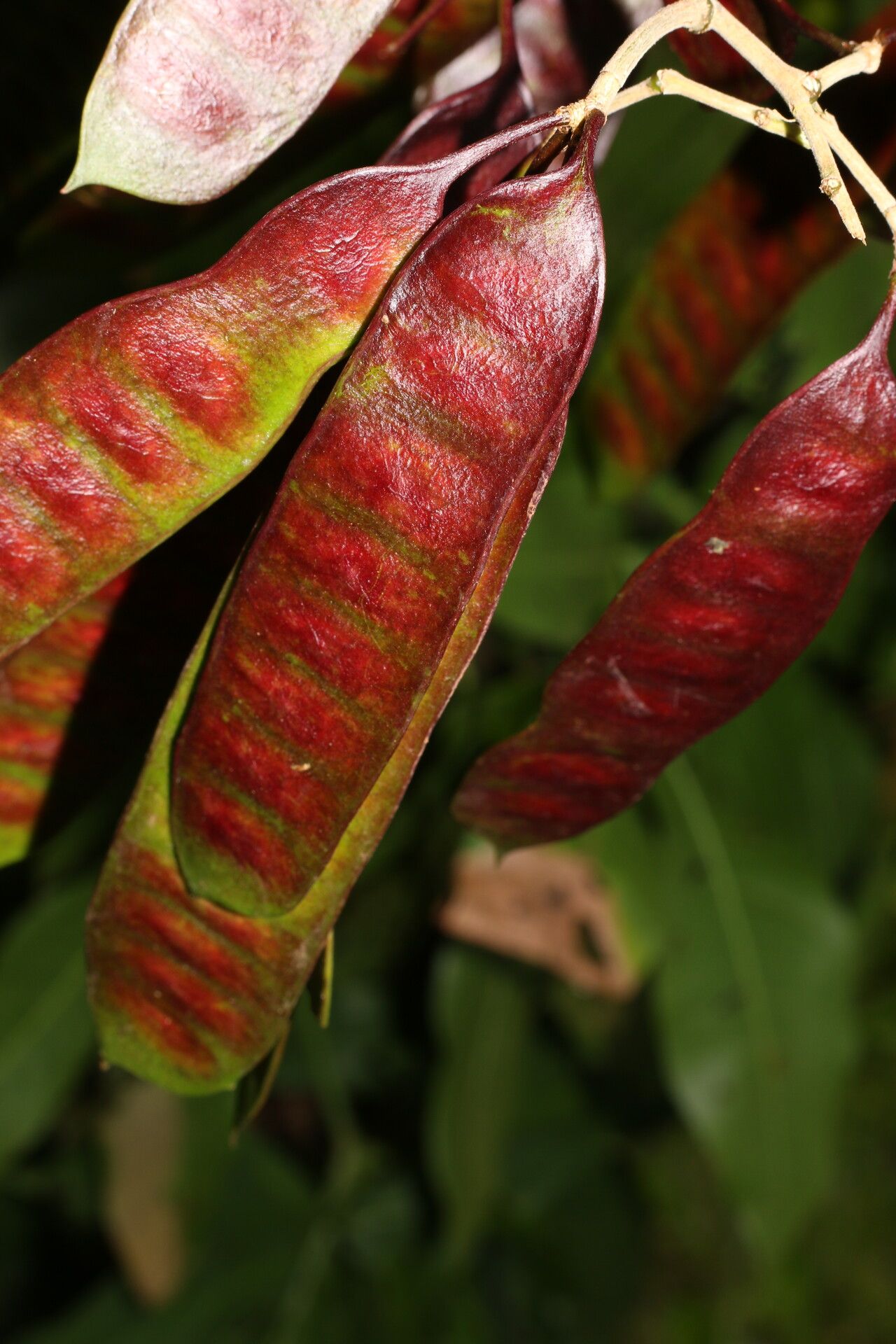 Leucaena multicapitula fruit