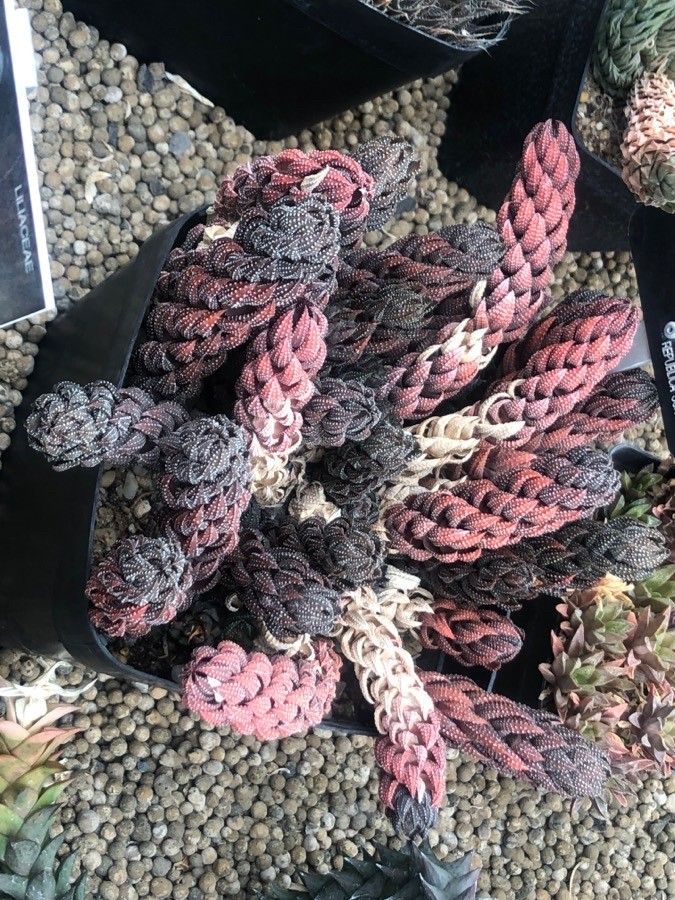 Haworthia reinwardtii — difficulty difficulty houseplant
