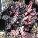 Haworthia reinwardtii