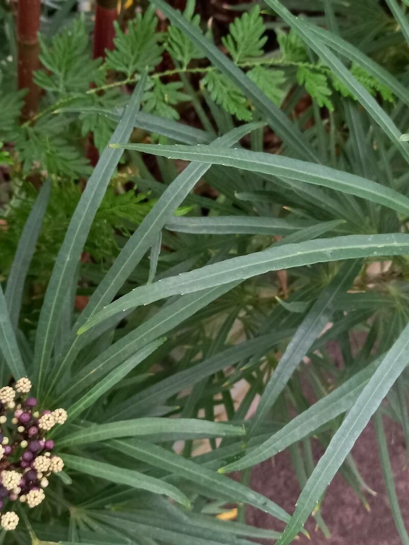 Osmoxylon lineare leaf