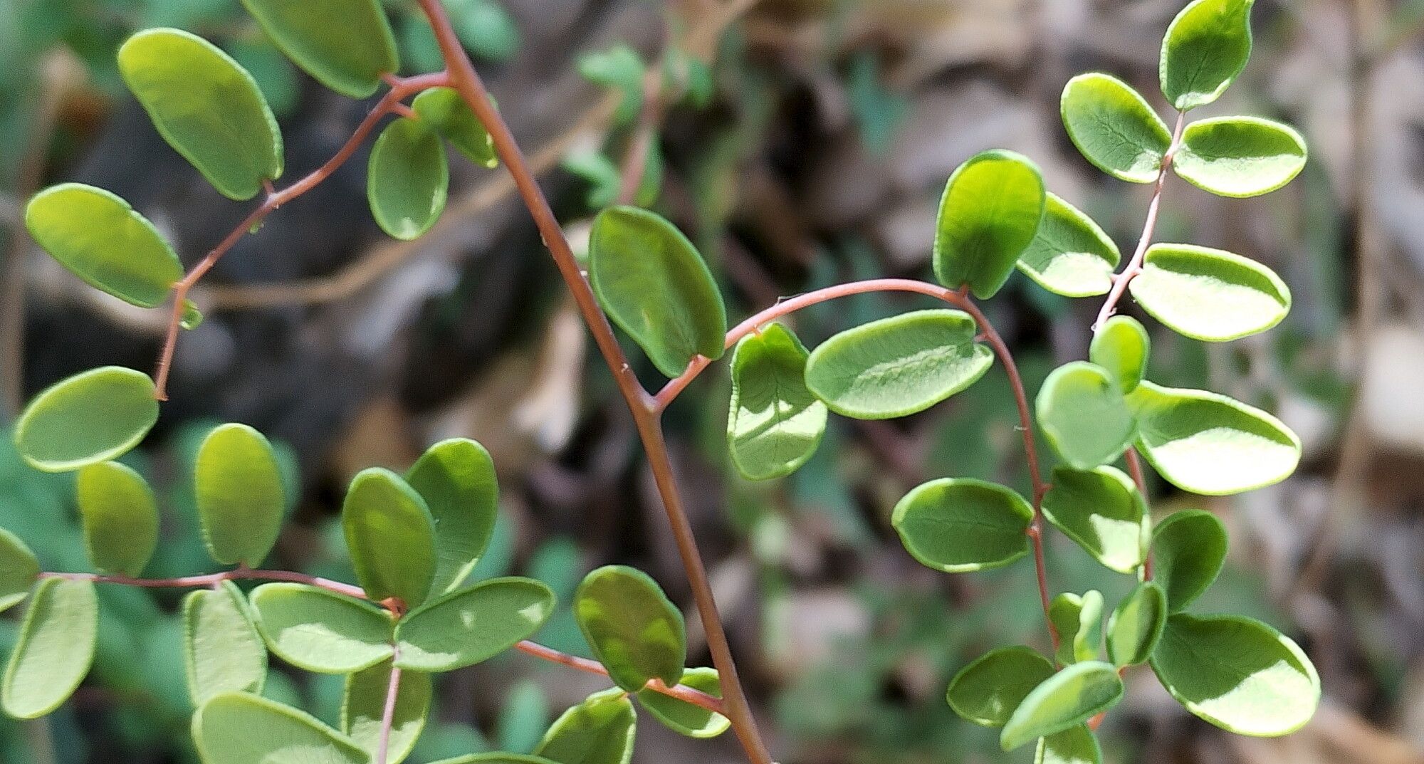 Hemionitis andromedifolia leaf