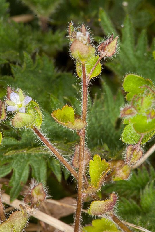 Veronica sublobata flower