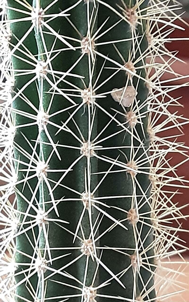 Pilosocereus robinii leaf