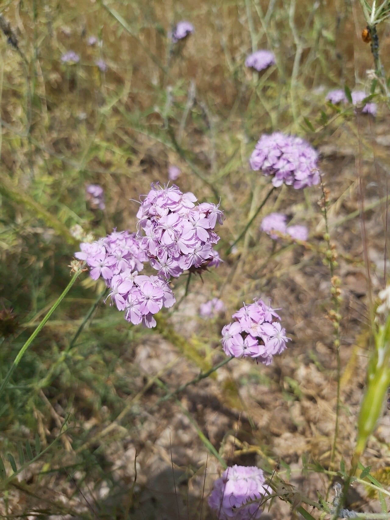 Dianthus pinifolius flower