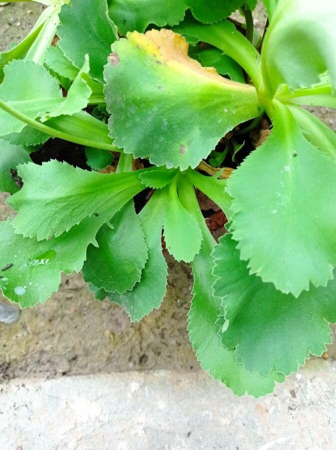 Primula palinuri leaf