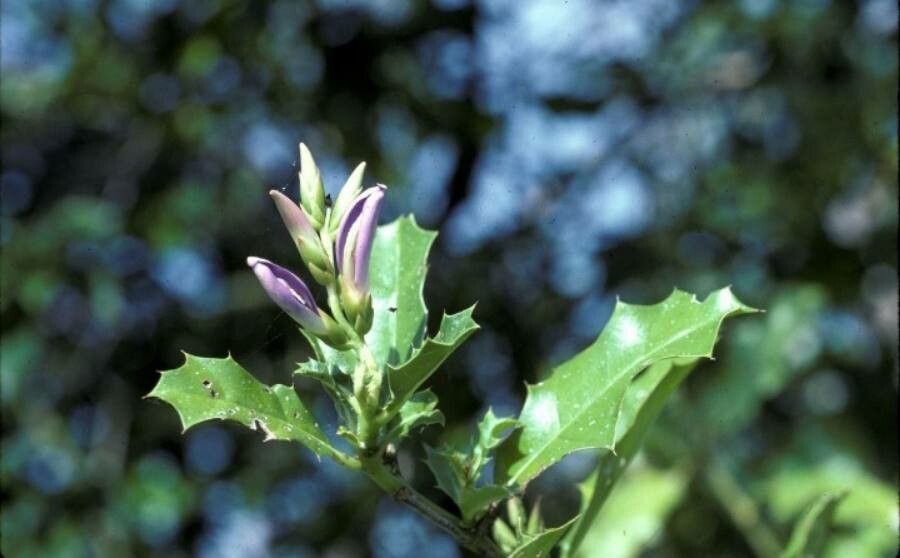 Acanthus ilicifolius leaf