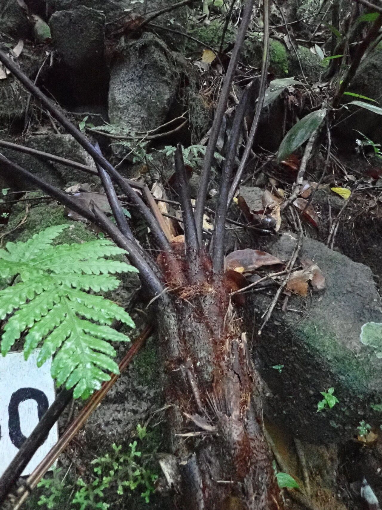 Alsophila sechellarum — houseplant care guide