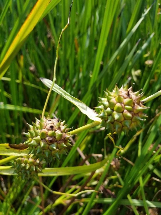 Sparganium eurycarpum flower