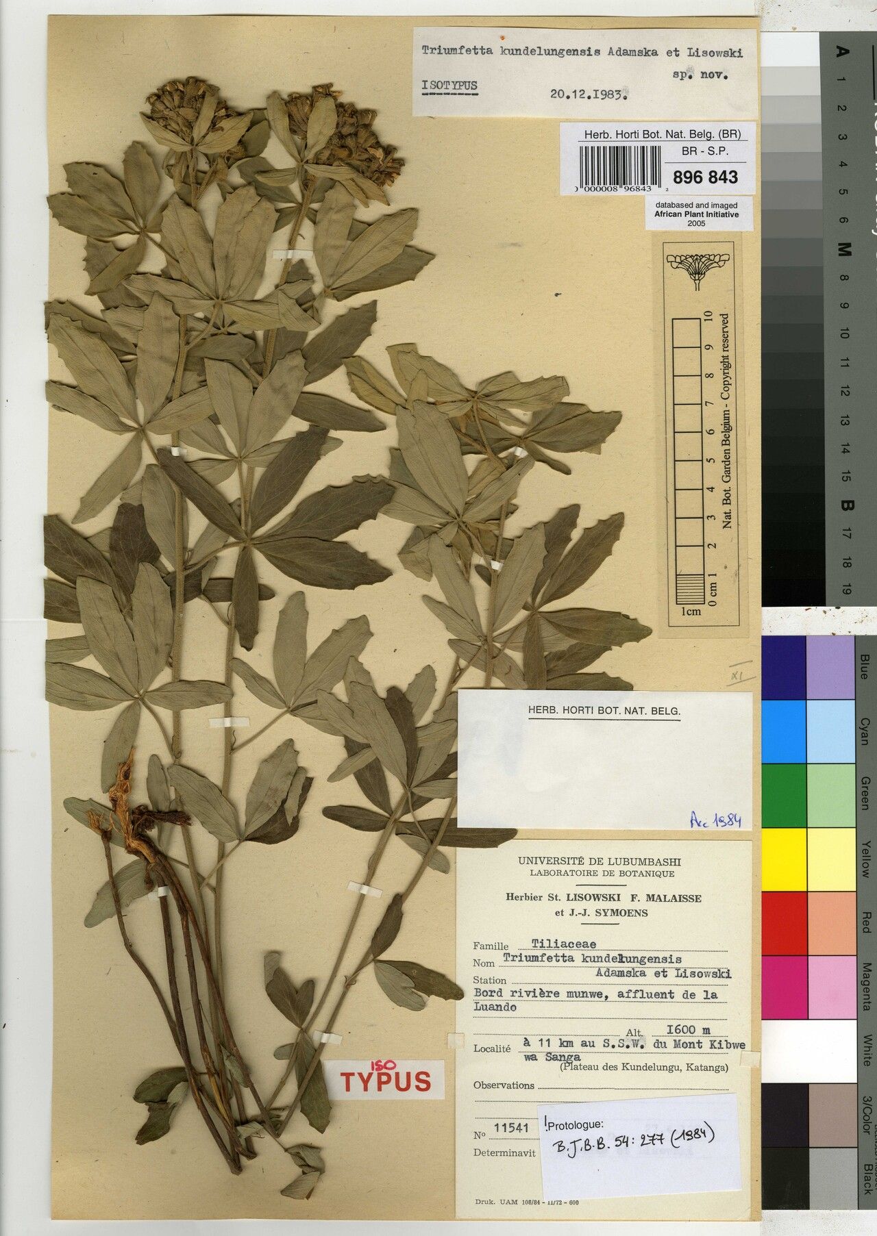 Triumfetta kundelungensis — houseplant care guide