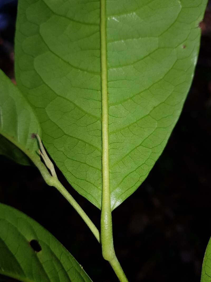 Pera arborea leaf