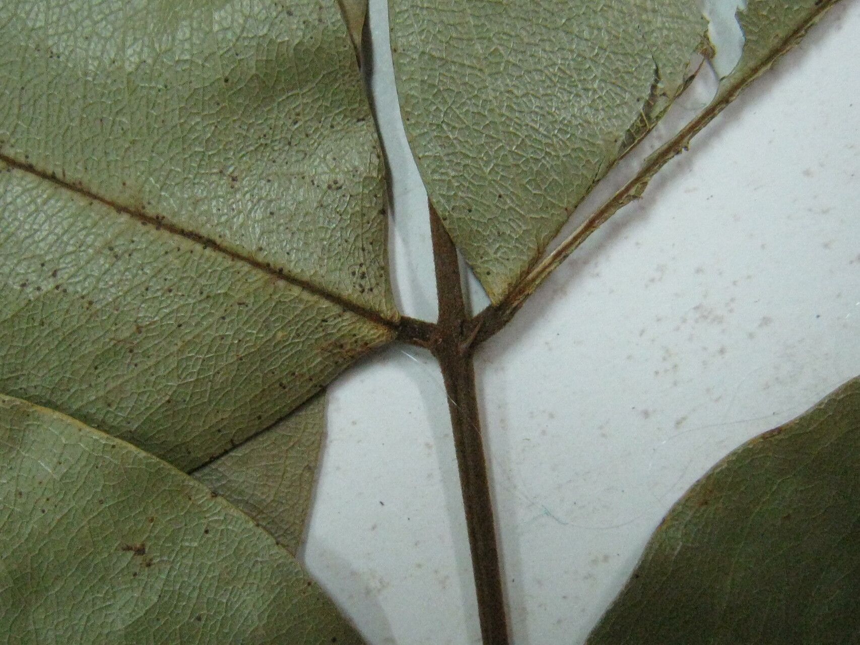 Swartzia amshoffiana — related species from the same genus