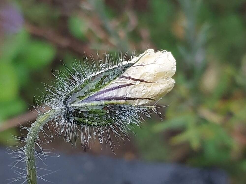 Pelargonium mollicomum flower