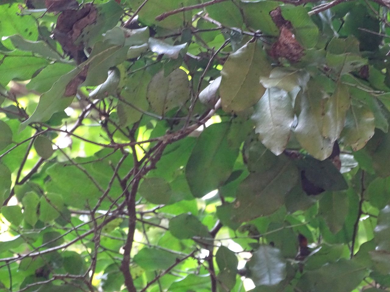 Diospyros abyssinica