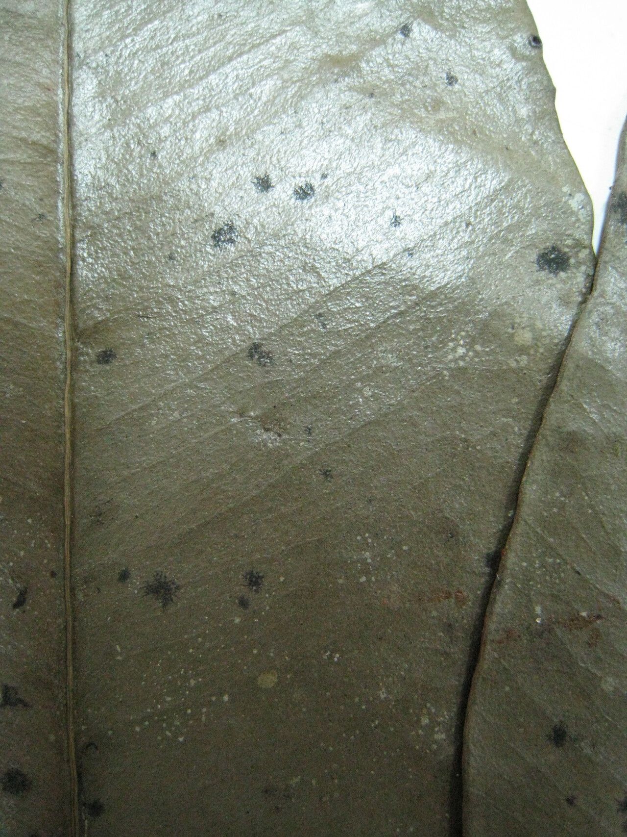 Aspidosperma desmanthum other