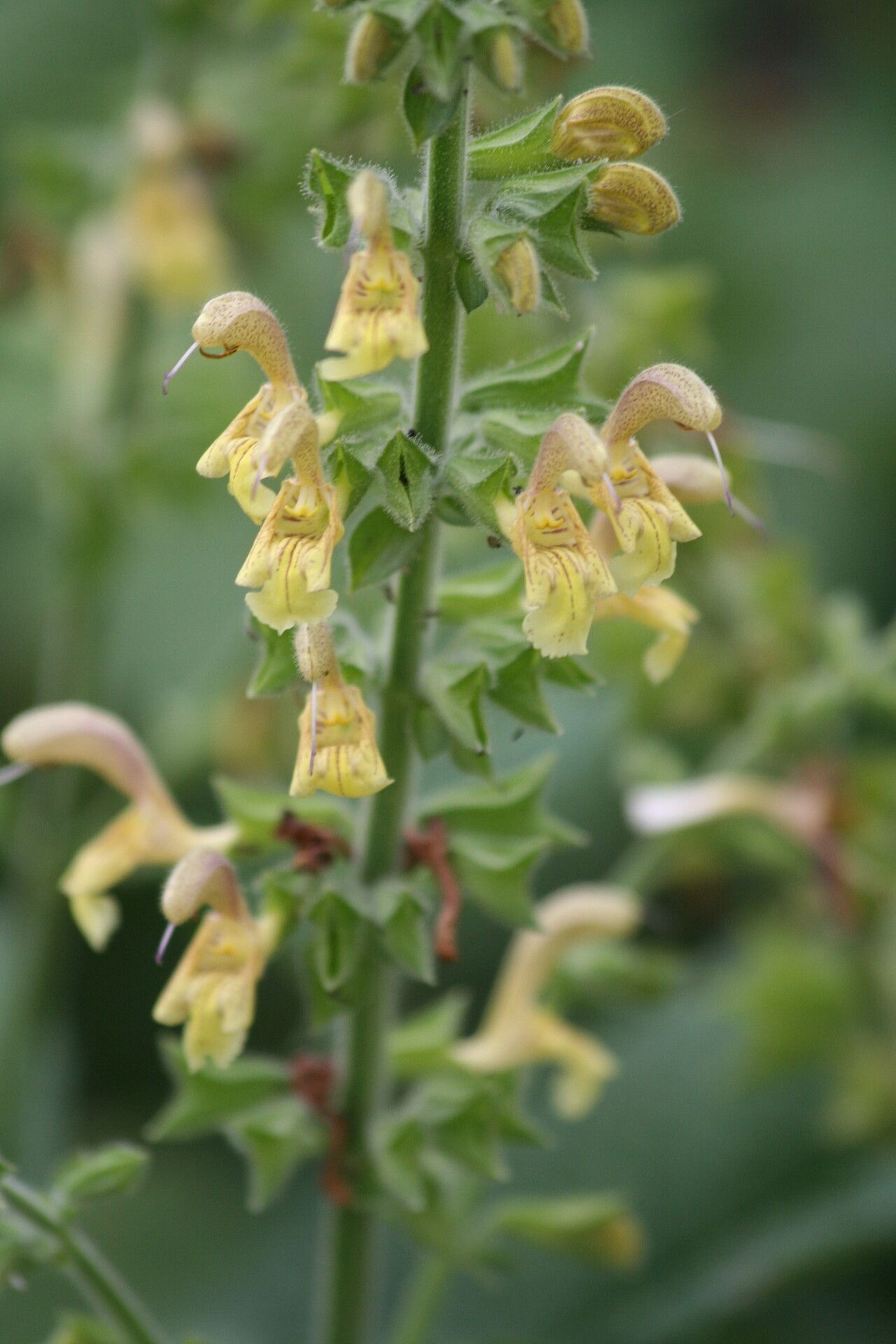 Salvia nubicola flower