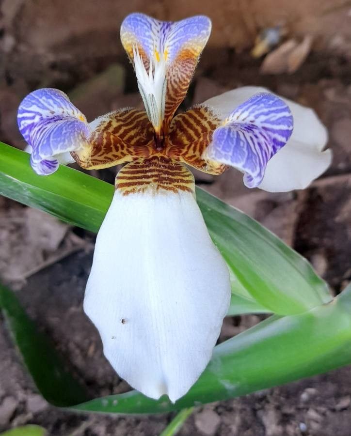 Neomarica candida flower
