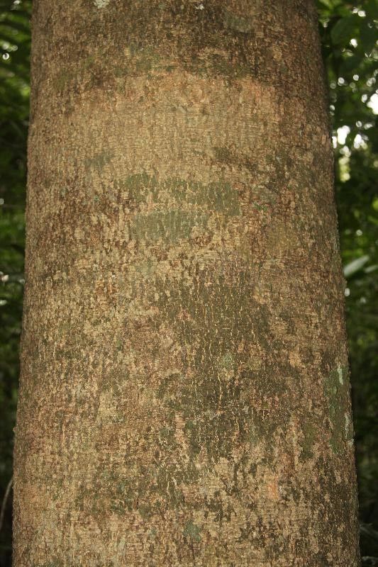 Enterolobium oldemanii bark
