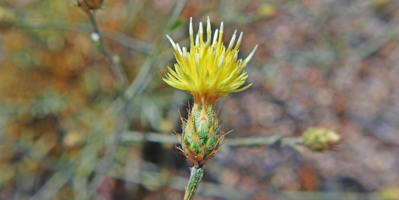 Centaurea laureotica flower