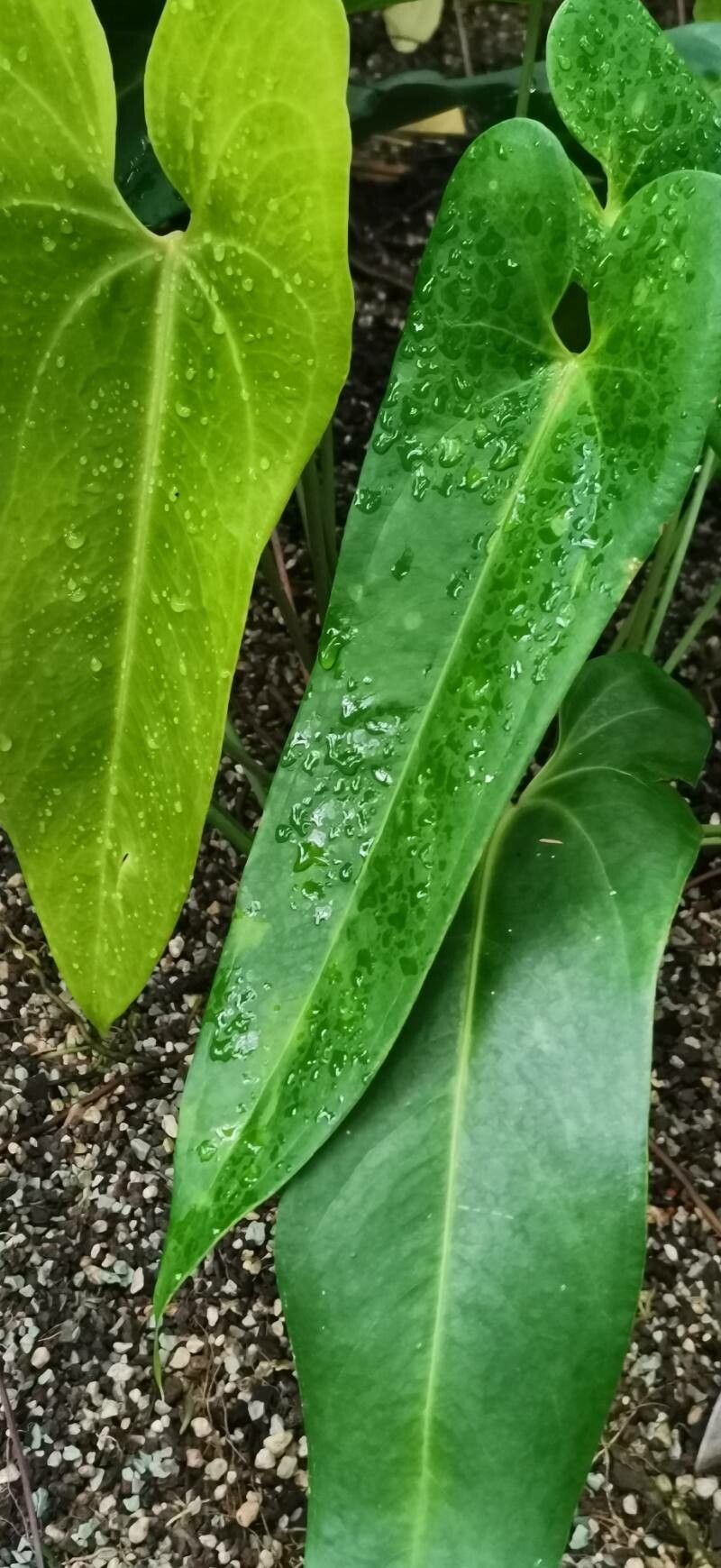 Anthurium verapazense — houseplant care guide