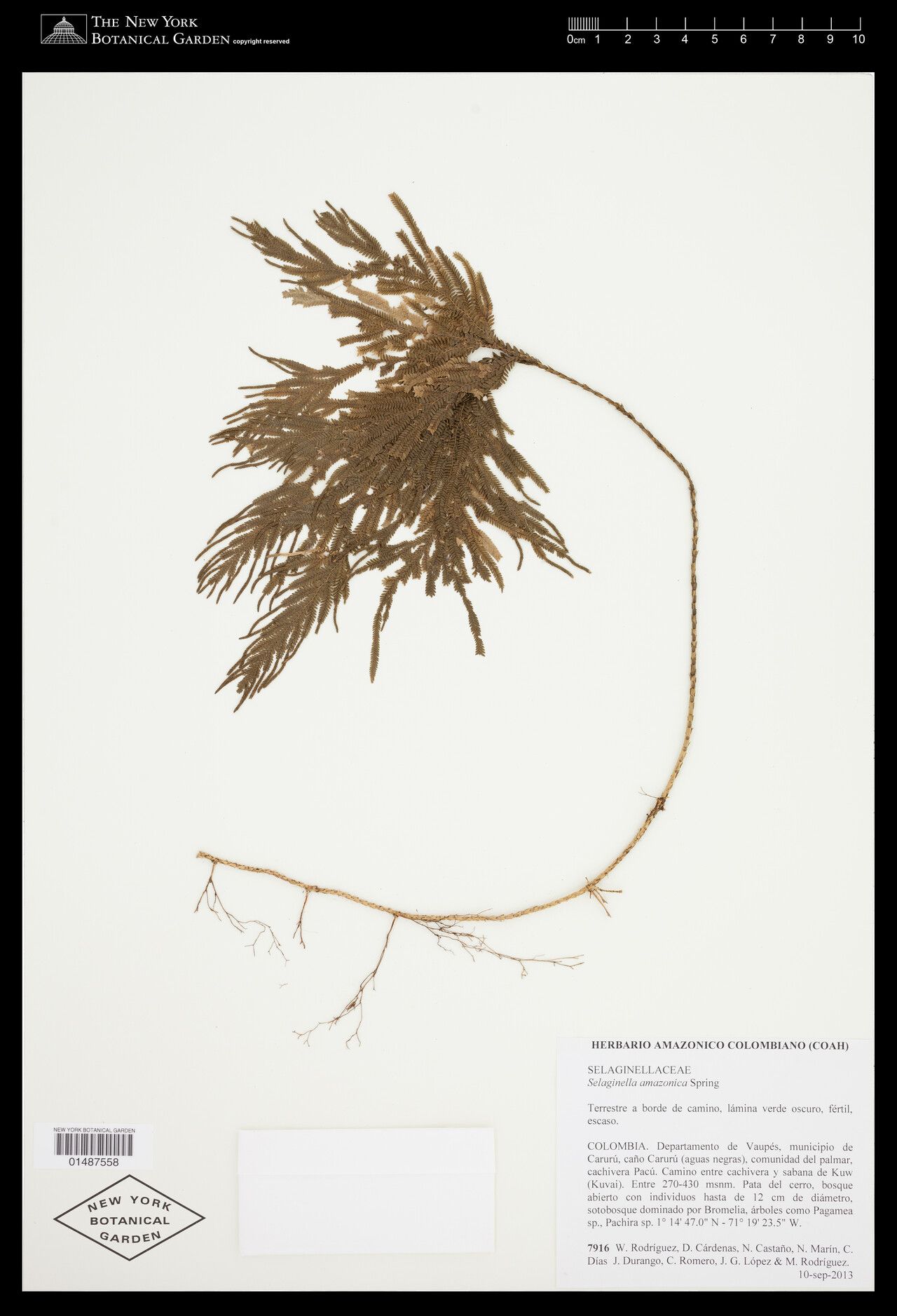 Selaginella amazonica leaf