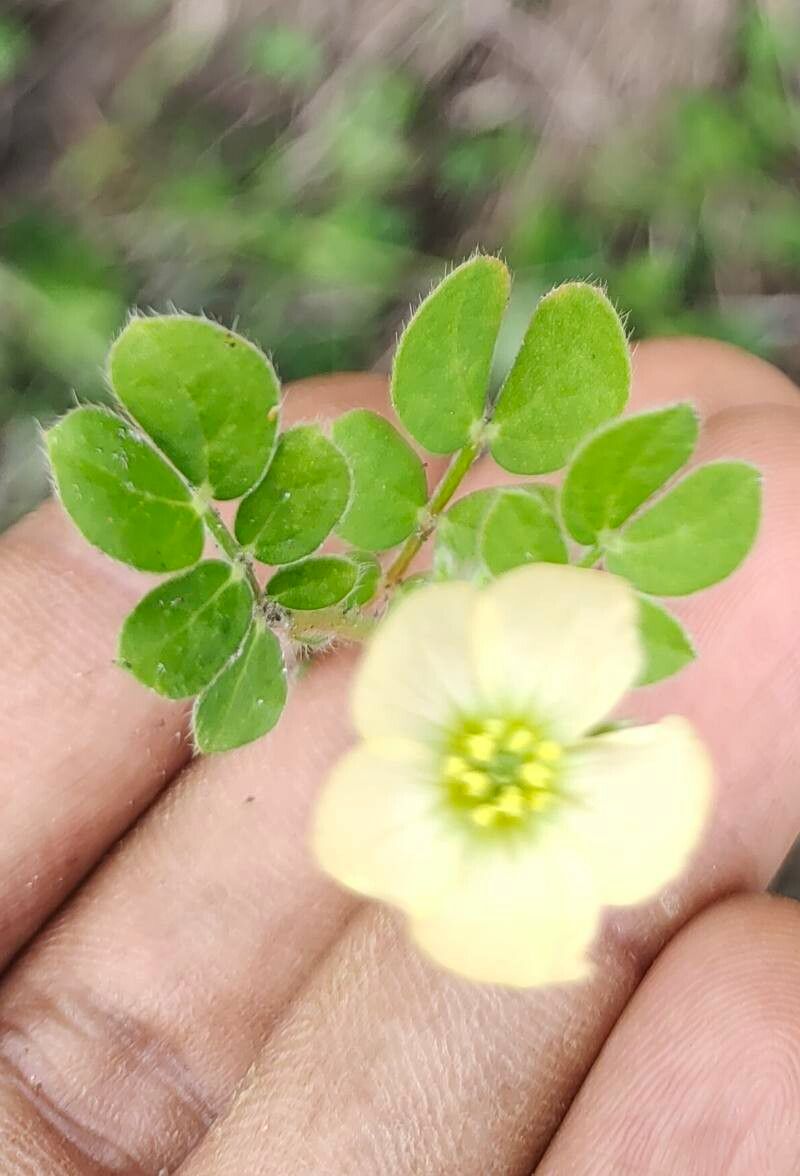 Kallstroemia pubescens flower