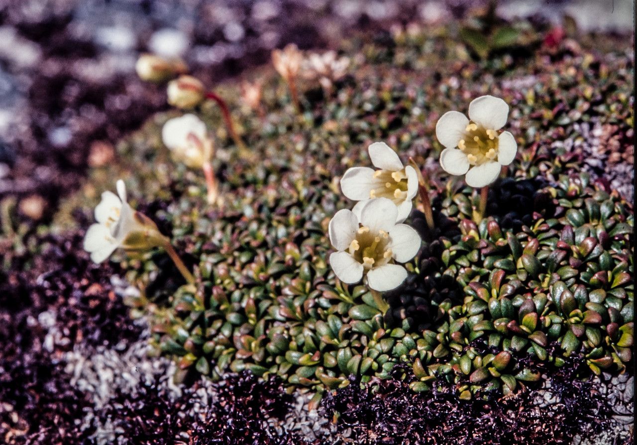 Diapensia lapponica habit