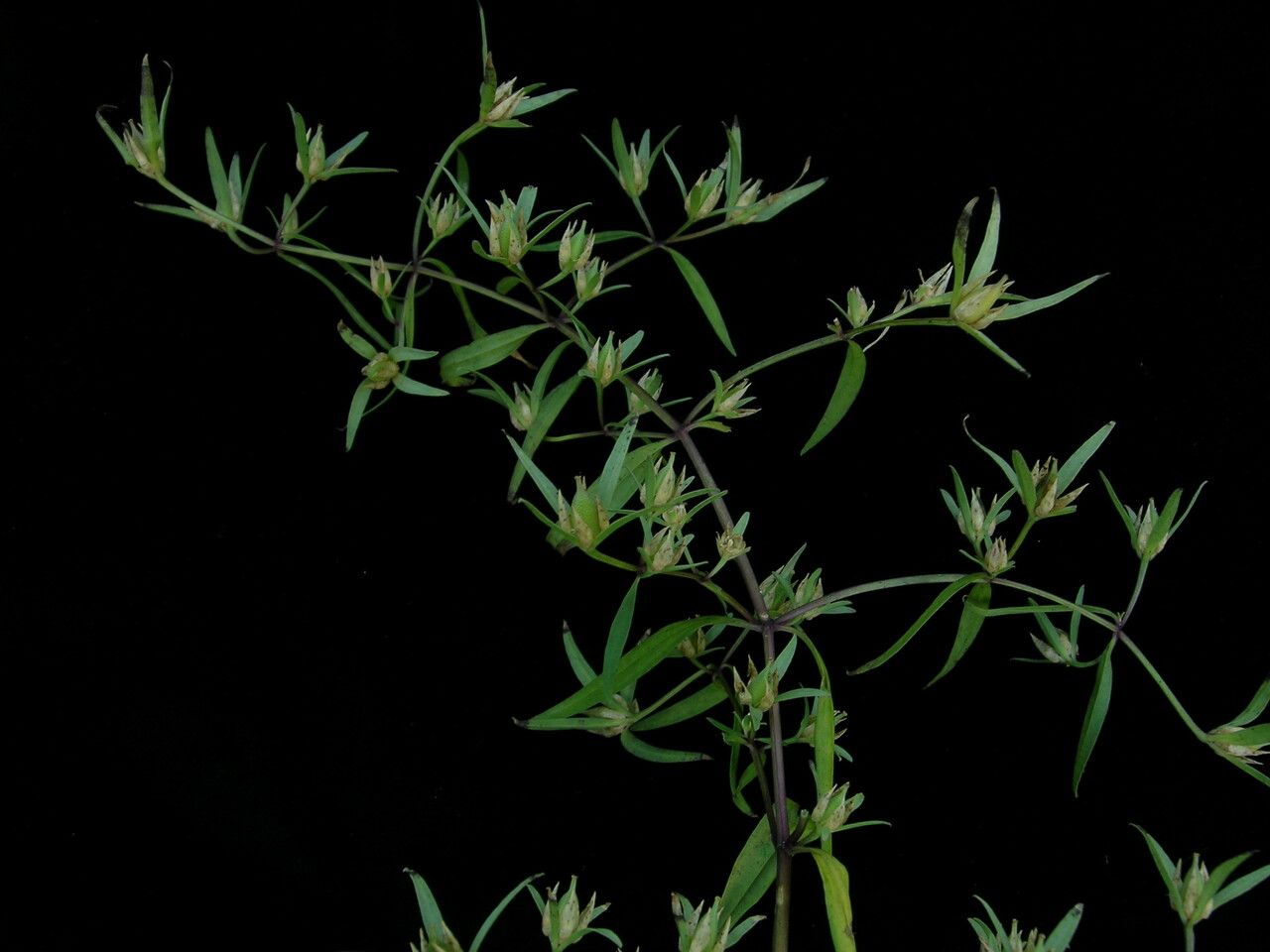 Swertia nervosa habit